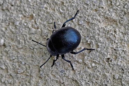 Timarcha goettingensis
